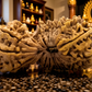 24 Mukhi Rudraksha