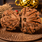 Garbh Gauri Rudraksha