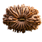 17 Mukhi Rudraksha