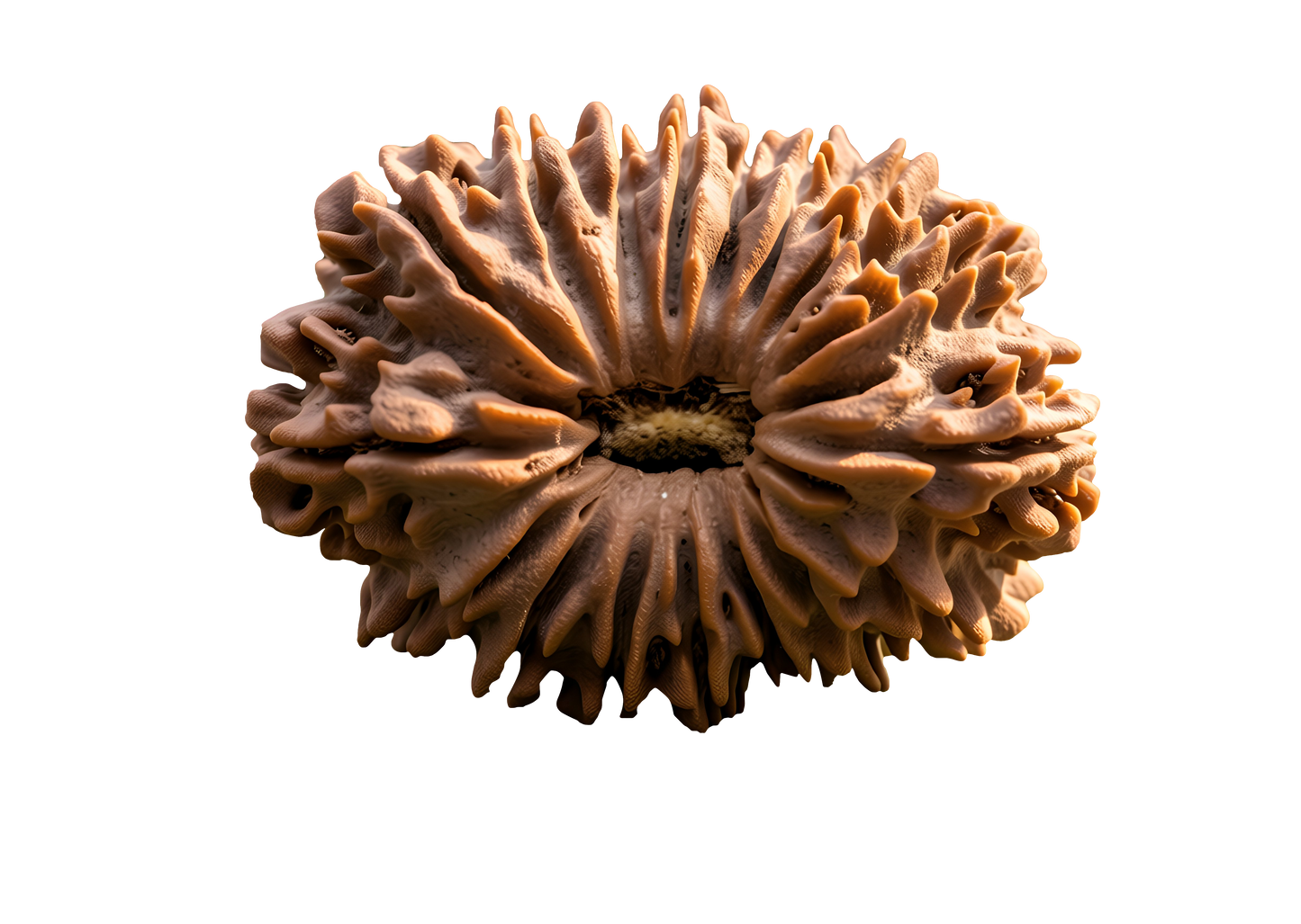 17 Mukhi Rudraksha