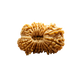 22 Mukhi Rudraksha
