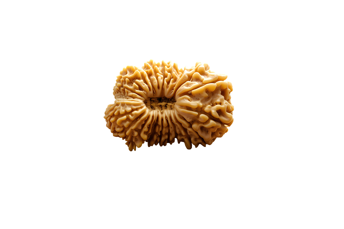 22 Mukhi Rudraksha