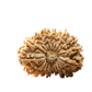 19 Mukhi Rudraksha