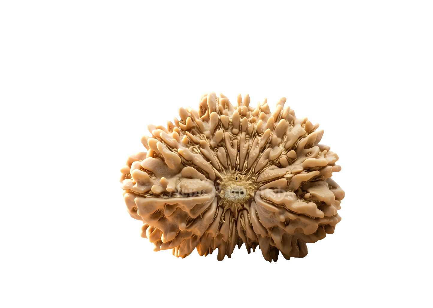 19 Mukhi Rudraksha
