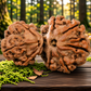 Garbh Gauri Rudraksha
