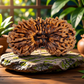 26 Mukhi Rudraksha