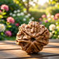 7 Mukhi Rudraksha