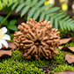 8 Mukhi Rudraksha